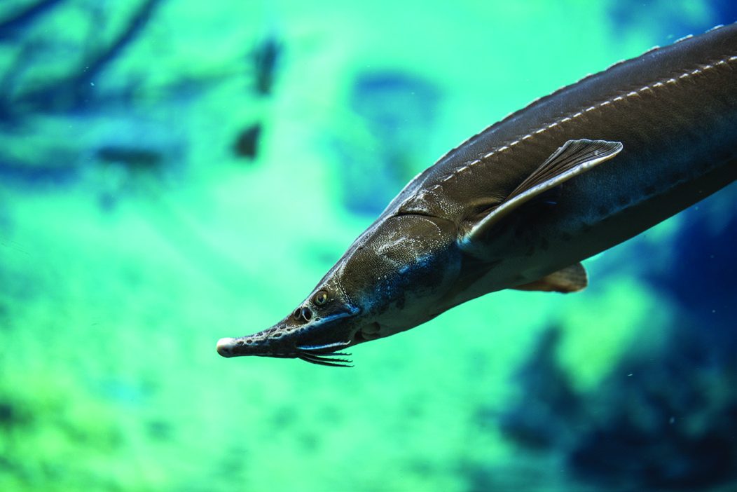 A sturgeon swimming underwater